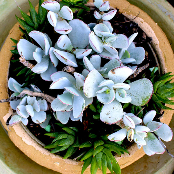 a closeup of some succulents in a bowl