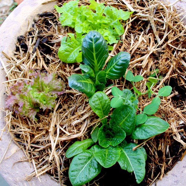 a closeup of lettuce growing in a cement bowl