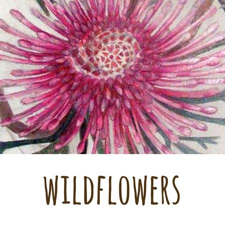 a coloured pencil drawing by Mandy Evans of a striking Western Australian wildflower - the  rose cone flower